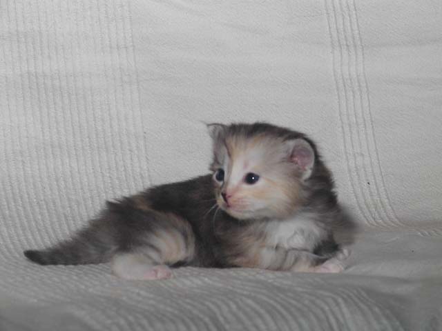 Pebbles am 8.9.2013