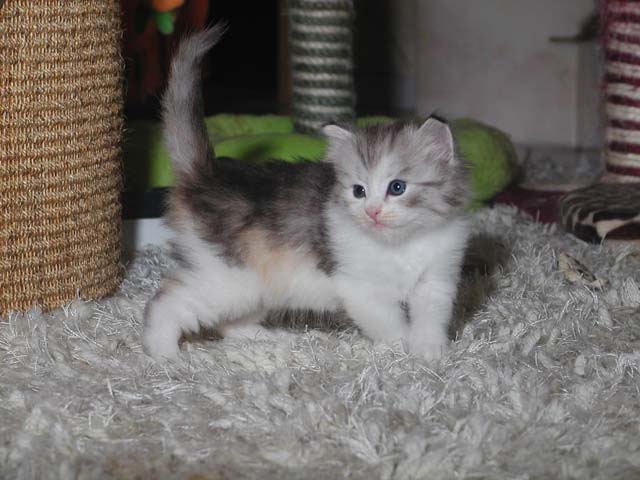 Pepper am 15.9.2013