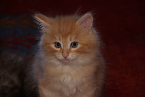 Quintus am 17.5.2014