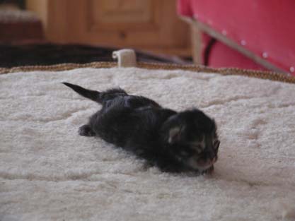 Ronja am 4.5.2008