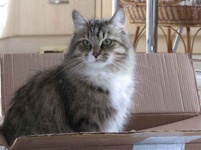 Smilla vom Ohlenberg