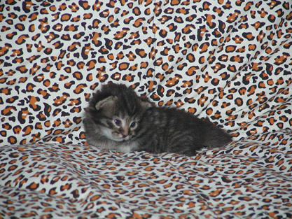 Shari am 31.05.2008
