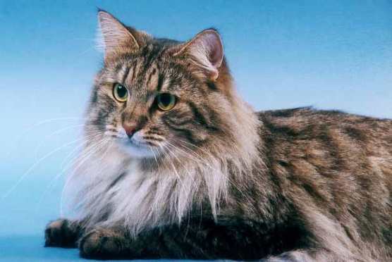 Gimon von Mufasa