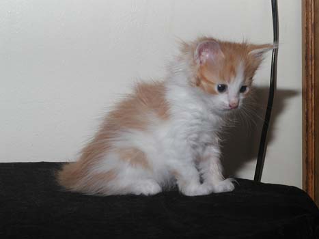 Ustinov am 31.7.2008