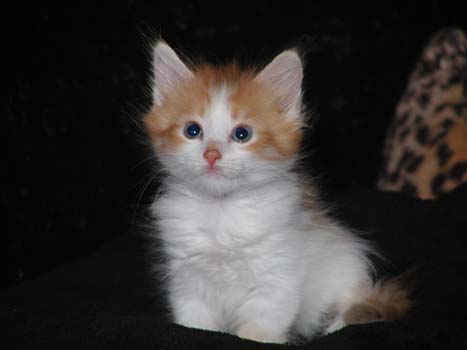Ustinov am 10.8.2008