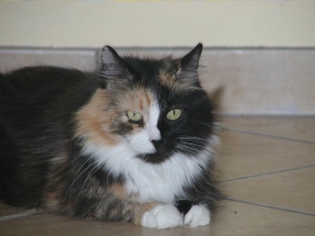 Ursina von der Gronau
