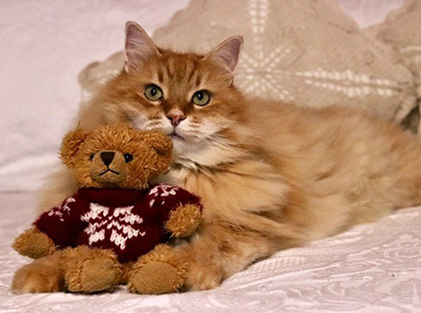 Valentino im Dezember 2019
