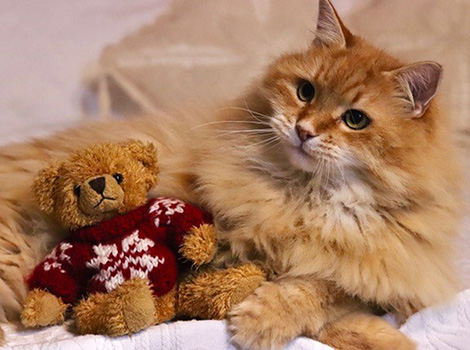 Valentino im Dezember 2019