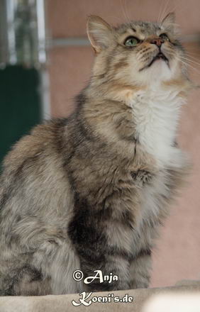 Valerijan von Mufasa