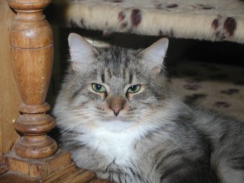 Valerijan von Mufasa