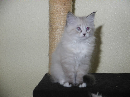 Zarenko am 15.08.2009