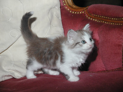 Zorro am 30.07.2009